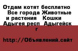 Отдам котят бесплатно  - Все города Животные и растения » Кошки   . Адыгея респ.,Адыгейск г.